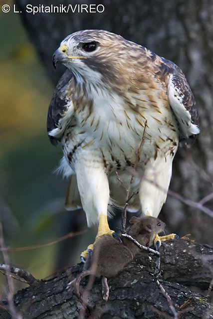 Red-tailed Hawk s79-1-020.jpg
